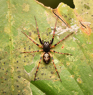 Corinnidae?, Leticia, Colombia  Colombia,Colombia 2024,Geotagged,Leticia,South America,Spring,World