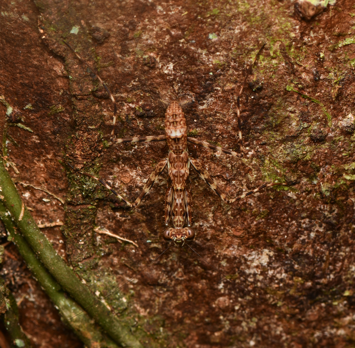 Liturgusa maya, Leticia, Colombia <figure class="photo"><a href="https://www.jungledragon.com/image/167913/liturgusa_maya_-_closeup_leticia_colombia.html" title="Liturgusa maya - closeup, Leticia, Colombia"><img src="https://s3.amazonaws.com/media.jungledragon.com/images/2/167913_thumb.jpg?AWSAccessKeyId=05GMT0V3GWVNE7GGM1R2&Expires=1769040010&Signature=4AdGDXfppDGTCuXfCHUMyOAls3Y%3D" width="200" height="180" alt="Liturgusa maya - closeup, Leticia, Colombia https://www.jungledragon.com/image/167912/liturgusa_maya_leticia_colombia.html Colombia,Colombia 2024,Geotagged,Leticia,South America,Spring,World" /></a></figure> Colombia,Colombia 2024,Geotagged,Leticia,Liturgusa maya,Mayan Lichen Mantis,South America,Spring,World