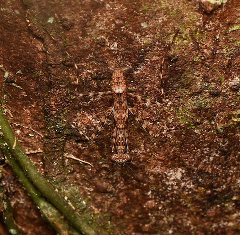 Liturgusa maya, Leticia, Colombia https://www.jungledragon.com/image/167913/liturgusa_maya_-_closeup_leticia_colombia.html Colombia,Colombia 2024,Geotagged,Leticia,Liturgusa maya,Mayan Lichen Mantis,South America,Spring,World