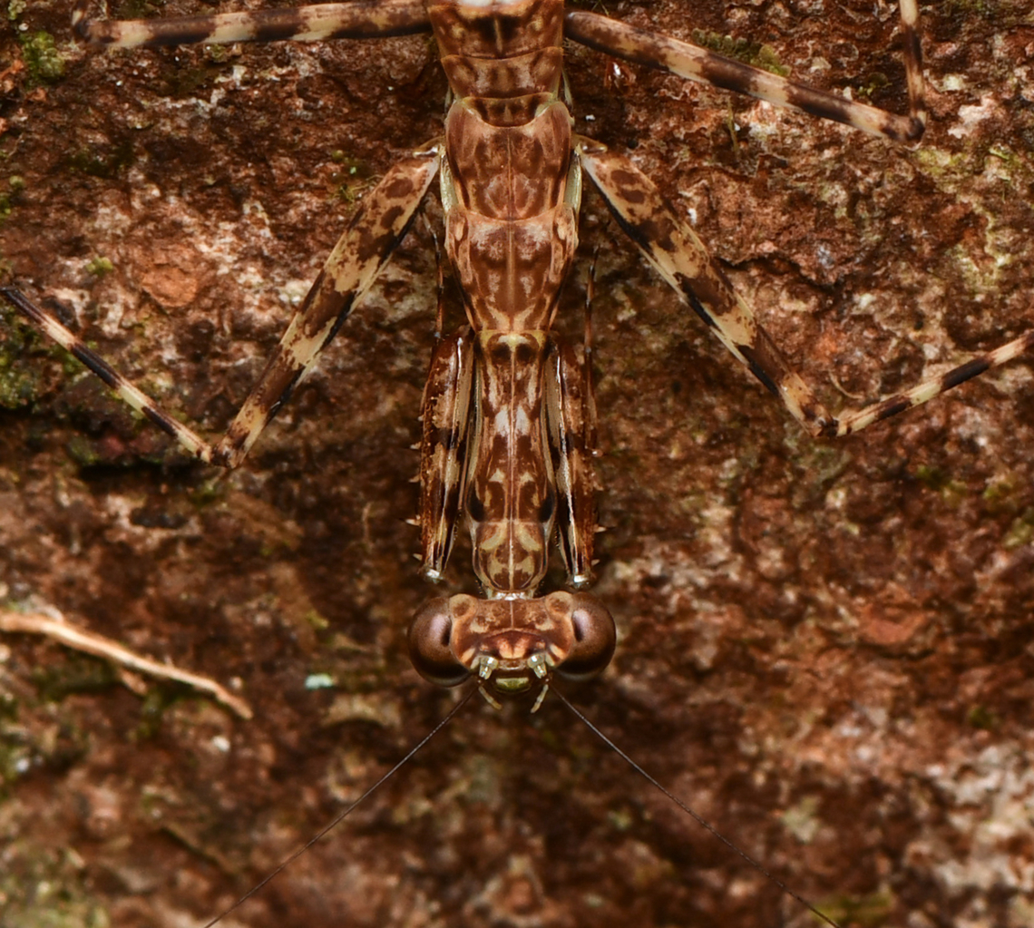 Liturgusa maya - closeup, Leticia, Colombia <figure class="photo"><a href="https://www.jungledragon.com/image/167912/liturgusa_maya_leticia_colombia.html" title="Liturgusa maya, Leticia, Colombia"><img src="https://s3.amazonaws.com/media.jungledragon.com/images/2/167912_thumb.jpg?AWSAccessKeyId=05GMT0V3GWVNE7GGM1R2&Expires=1769040010&Signature=OK6j%2BuTKZmwUonf7AaN%2FCCvqIlg%3D" width="200" height="198" alt="Liturgusa maya, Leticia, Colombia https://www.jungledragon.com/image/167913/liturgusa_maya_-_closeup_leticia_colombia.html Colombia,Colombia 2024,Geotagged,Leticia,Liturgusa maya,Mayan Lichen Mantis,South America,Spring,World" /></a></figure> Colombia,Colombia 2024,Geotagged,Leticia,South America,Spring,World