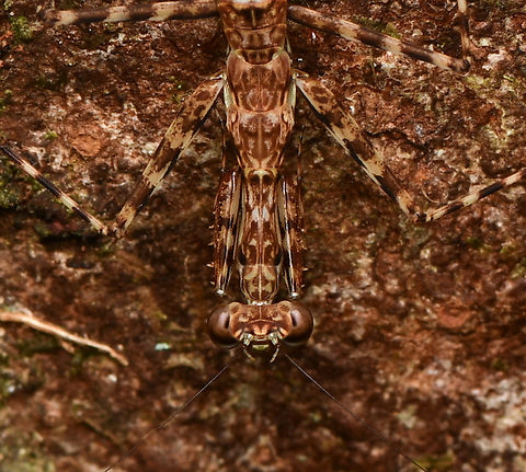 Liturgusa maya - closeup, Leticia, Colombia https://www.jungledragon.com/image/167912/liturgusa_maya_leticia_colombia.html Colombia,Colombia 2024,Geotagged,Leticia,South America,Spring,World