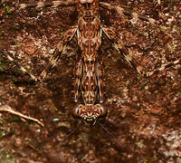 Liturgusa maya - closeup, Leticia, Colombia https://www.jungledragon.com/image/167912/liturgusa_maya_leticia_colombia.html Colombia,Colombia 2024,Geotagged,Leticia,South America,Spring,World