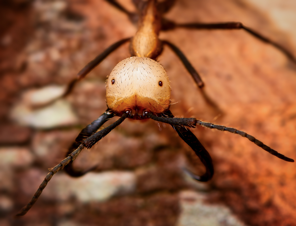 Eciton burchellii soldier - closeup, Leticia, Colombia During a night tour in Leticia we were lucky to come across this army ant raid taking place on a fallen tree crossing our path. This particular photo is of the soldier class with their oversized heads. They are absolutely fearless in defending the colony. This individual was leaning in to me instead of trying to escape me.<br />
<section class="video"><iframe width="448" height="282" src="https://www.youtube-nocookie.com/embed/shxnOLSeqd4?hd=1&autoplay=0&rel=0" frameborder="0" allowfullscreen></iframe></section><br />
<figure class="photo"><a href="https://www.jungledragon.com/image/167957/eciton_burchellii_raid_leticia_colombia.html" title="Eciton burchellii raid, Leticia, Colombia"><img src="https://s3.amazonaws.com/media.jungledragon.com/images/2/167957_thumb.jpg?AWSAccessKeyId=05GMT0V3GWVNE7GGM1R2&Expires=1770854410&Signature=n7waq%2FmUuLNFRr02%2BMJDkbnKUpQ%3D" width="200" height="134" alt="Eciton burchellii raid, Leticia, Colombia During a night tour in Leticia we were lucky to come across this army ant raid taking place on a fallen tree crossing our path.<br />
https://www.youtube.com/watch?v=shxnOLSeqd4<br />
https://www.jungledragon.com/image/167957/eciton_burchellii_raid_leticia_colombia.html<br />
https://www.jungledragon.com/image/167958/eciton_burchellii_soldier_leticia_colombia.html<br />
https://www.jungledragon.com/image/167956/eciton_burchellii_soldier_-_closeup_leticia_colombia.html Colombia,Colombia 2024,Eciton burchellii,Geotagged,Leticia,South America,Spring,World" /></a></figure><br />
<figure class="photo"><a href="https://www.jungledragon.com/image/167958/eciton_burchellii_soldier_leticia_colombia.html" title="Eciton burchellii soldier, Leticia, Colombia"><img src="https://s3.amazonaws.com/media.jungledragon.com/images/2/167958_thumb.jpg?AWSAccessKeyId=05GMT0V3GWVNE7GGM1R2&Expires=1770854410&Signature=qPxe5rpoSg1JrNKfeGrI1xeknmE%3D" width="200" height="134" alt="Eciton burchellii soldier, Leticia, Colombia During a night tour in Leticia we were lucky to come across this army ant raid taking place on a fallen tree crossing our path. This particular photo is of the soldier class with their oversized heads. They are absolutely fearless in defending the colony. This individual was leaning in to me instead of trying to escape me.<br />
https://www.youtube.com/watch?v=shxnOLSeqd4<br />
https://www.jungledragon.com/image/167957/eciton_burchellii_raid_leticia_colombia.html<br />
https://www.jungledragon.com/image/167958/eciton_burchellii_soldier_leticia_colombia.html<br />
https://www.jungledragon.com/image/167956/eciton_burchellii_soldier_-_closeup_leticia_colombia.html Colombia,Colombia 2024,Eciton burchellii,Geotagged,Leticia,South America,Spring,World" /></a></figure><br />
<figure class="photo"><a href="https://www.jungledragon.com/image/167956/eciton_burchellii_soldier_-_closeup_leticia_colombia.html" title="Eciton burchellii soldier - closeup, Leticia, Colombia"><img src="https://s3.amazonaws.com/media.jungledragon.com/images/2/167956_thumb.jpg?AWSAccessKeyId=05GMT0V3GWVNE7GGM1R2&Expires=1770854410&Signature=MY86F%2FsJ5sMyK0gcR%2BOozEhYRok%3D" width="200" height="154" alt="Eciton burchellii soldier - closeup, Leticia, Colombia During a night tour in Leticia we were lucky to come across this army ant raid taking place on a fallen tree crossing our path. This particular photo is of the soldier class with their oversized heads. They are absolutely fearless in defending the colony. This individual was leaning in to me instead of trying to escape me.<br />
https://www.youtube.com/watch?v=shxnOLSeqd4<br />
https://www.jungledragon.com/image/167957/eciton_burchellii_raid_leticia_colombia.html<br />
https://www.jungledragon.com/image/167958/eciton_burchellii_soldier_leticia_colombia.html<br />
https://www.jungledragon.com/image/167956/eciton_burchellii_soldier_-_closeup_leticia_colombia.html Colombia,Colombia 2024,Eciton burchellii,Geotagged,Leticia,South America,Spring,World" /></a></figure> Colombia,Colombia 2024,Eciton burchellii,Geotagged,Leticia,South America,Spring,World