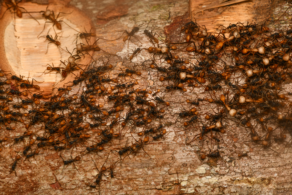 Eciton burchellii raid, Leticia, Colombia During a night tour in Leticia we were lucky to come across this army ant raid taking place on a fallen tree crossing our path.<br />
<section class="video"><iframe width="448" height="282" src="https://www.youtube-nocookie.com/embed/shxnOLSeqd4?hd=1&autoplay=0&rel=0" frameborder="0" allowfullscreen></iframe></section><br />
<figure class="photo"><a href="https://www.jungledragon.com/image/167957/eciton_burchellii_raid_leticia_colombia.html" title="Eciton burchellii raid, Leticia, Colombia"><img src="https://s3.amazonaws.com/media.jungledragon.com/images/2/167957_thumb.jpg?AWSAccessKeyId=05GMT0V3GWVNE7GGM1R2&Expires=1770854410&Signature=n7waq%2FmUuLNFRr02%2BMJDkbnKUpQ%3D" width="200" height="134" alt="Eciton burchellii raid, Leticia, Colombia During a night tour in Leticia we were lucky to come across this army ant raid taking place on a fallen tree crossing our path.<br />
https://www.youtube.com/watch?v=shxnOLSeqd4<br />
https://www.jungledragon.com/image/167957/eciton_burchellii_raid_leticia_colombia.html<br />
https://www.jungledragon.com/image/167958/eciton_burchellii_soldier_leticia_colombia.html<br />
https://www.jungledragon.com/image/167956/eciton_burchellii_soldier_-_closeup_leticia_colombia.html Colombia,Colombia 2024,Eciton burchellii,Geotagged,Leticia,South America,Spring,World" /></a></figure><br />
<figure class="photo"><a href="https://www.jungledragon.com/image/167958/eciton_burchellii_soldier_leticia_colombia.html" title="Eciton burchellii soldier, Leticia, Colombia"><img src="https://s3.amazonaws.com/media.jungledragon.com/images/2/167958_thumb.jpg?AWSAccessKeyId=05GMT0V3GWVNE7GGM1R2&Expires=1770854410&Signature=qPxe5rpoSg1JrNKfeGrI1xeknmE%3D" width="200" height="134" alt="Eciton burchellii soldier, Leticia, Colombia During a night tour in Leticia we were lucky to come across this army ant raid taking place on a fallen tree crossing our path. This particular photo is of the soldier class with their oversized heads. They are absolutely fearless in defending the colony. This individual was leaning in to me instead of trying to escape me.<br />
https://www.youtube.com/watch?v=shxnOLSeqd4<br />
https://www.jungledragon.com/image/167957/eciton_burchellii_raid_leticia_colombia.html<br />
https://www.jungledragon.com/image/167958/eciton_burchellii_soldier_leticia_colombia.html<br />
https://www.jungledragon.com/image/167956/eciton_burchellii_soldier_-_closeup_leticia_colombia.html Colombia,Colombia 2024,Eciton burchellii,Geotagged,Leticia,South America,Spring,World" /></a></figure><br />
<figure class="photo"><a href="https://www.jungledragon.com/image/167956/eciton_burchellii_soldier_-_closeup_leticia_colombia.html" title="Eciton burchellii soldier - closeup, Leticia, Colombia"><img src="https://s3.amazonaws.com/media.jungledragon.com/images/2/167956_thumb.jpg?AWSAccessKeyId=05GMT0V3GWVNE7GGM1R2&Expires=1770854410&Signature=MY86F%2FsJ5sMyK0gcR%2BOozEhYRok%3D" width="200" height="154" alt="Eciton burchellii soldier - closeup, Leticia, Colombia During a night tour in Leticia we were lucky to come across this army ant raid taking place on a fallen tree crossing our path. This particular photo is of the soldier class with their oversized heads. They are absolutely fearless in defending the colony. This individual was leaning in to me instead of trying to escape me.<br />
https://www.youtube.com/watch?v=shxnOLSeqd4<br />
https://www.jungledragon.com/image/167957/eciton_burchellii_raid_leticia_colombia.html<br />
https://www.jungledragon.com/image/167958/eciton_burchellii_soldier_leticia_colombia.html<br />
https://www.jungledragon.com/image/167956/eciton_burchellii_soldier_-_closeup_leticia_colombia.html Colombia,Colombia 2024,Eciton burchellii,Geotagged,Leticia,South America,Spring,World" /></a></figure> Colombia,Colombia 2024,Eciton burchellii,Geotagged,Leticia,South America,Spring,World
