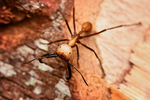 Eciton burchellii soldier, Leticia, Colombia During a night tour in Leticia we were lucky to come across this army ant raid taking place on a fallen tree crossing our path. This particular photo is of the soldier class with their oversized heads. They are absolutely fearless in defending the colony. This individual was leaning in to me instead of trying to escape me.
https://www.youtube.com/watch?v=shxnOLSeqd4
https://www.jungledragon.com/image/167957/eciton_burchellii_raid_leticia_colombia.html
https://www.jungledragon.com/image/167958/eciton_burchellii_soldier_leticia_colombia.html
https://www.jungledragon.com/image/167956/eciton_burchellii_soldier_-_closeup_leticia_colombia.html Colombia,Colombia 2024,Eciton burchellii,Geotagged,Leticia,South America,Spring,World