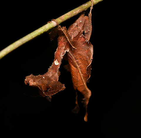 Acanthops erosula, Leticia, Colombia An astonishing discovery by Henriette (my girlfriend) during a night tour. Whilst a macro and flash photo reveals this to be a living thing, it's very hard to recognize it as such with your own eyes, even after somebody has pointed it out.
https://www.jungledragon.com/image/167960/acanthops_erosula_leticia_colombia.html
ID reference:
https://www.inaturalist.org/observations/133218992

A similar camouflage expert we found 7 years earlier:

https://www.jungledragon.com/image/53629/moss_mantis_inrida_colombia.html Acanthops erosula,Colombia,Colombia 2024,Geotagged,Leticia,South America,Spring,World