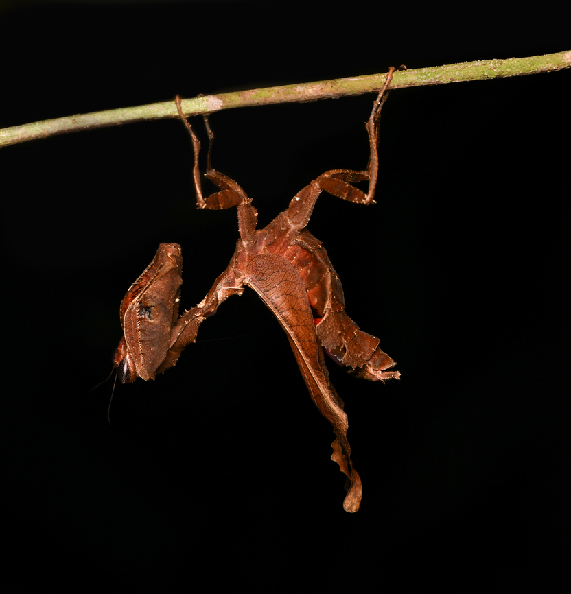 Acanthops erosula, Leticia, Colombia An astonishing discovery by Henriette (my girlfriend) during a night tour. Whilst a macro and flash photo reveals this to be a living thing, it&#039;s very hard to recognize it as such with your own eyes, even after somebody has pointed it out.<br />
<figure class="photo"><a href="https://www.jungledragon.com/image/167959/acanthops_erosula_leticia_colombia.html" title="Acanthops erosula, Leticia, Colombia"><img src="https://s3.amazonaws.com/media.jungledragon.com/images/2/167959_thumb.jpg?AWSAccessKeyId=05GMT0V3GWVNE7GGM1R2&Expires=1759968010&Signature=gx%2BYCUqnFtAKGG%2BJqfqLVfQxWqc%3D" width="200" height="196" alt="Acanthops erosula, Leticia, Colombia An astonishing discovery by Henriette (my girlfriend) during a night tour. Whilst a macro and flash photo reveals this to be a living thing, it&#039;s very hard to recognize it as such with your own eyes, even after somebody has pointed it out.<br />
https://www.jungledragon.com/image/167960/acanthops_erosula_leticia_colombia.html<br />
ID reference:<br />
https://www.inaturalist.org/observations/133218992<br />
<br />
A similar camouflage expert we found 7 years earlier:<br />
<br />
https://www.jungledragon.com/image/53629/moss_mantis_inrida_colombia.html Acanthops erosula,Colombia,Colombia 2024,Geotagged,Leticia,South America,Spring,World" /></a></figure><br />
ID reference:<br />
<a href="https://www.inaturalist.org/observations/133218992" rel="nofollow">https://www.inaturalist.org/observations/133218992</a><br />
<br />
A similar camouflage expert we found 7 years earlier:<br />
<figure class="photo"><a href="https://www.jungledragon.com/image/53629/moss_mantis_inrida_colombia.html" title="Moss Mantis, In&iacute;rida, Colombia"><img src="https://s3.amazonaws.com/media.jungledragon.com/images/2/53629_thumb.jpg?AWSAccessKeyId=05GMT0V3GWVNE7GGM1R2&Expires=1759968010&Signature=xcMYGQSAO5D2yGCSmb0MLXXENps%3D" width="200" height="158" alt="Moss Mantis, In&iacute;rida, Colombia One of the weirdest and most beautiful insects I&#039;ve yet laid my eyes on. Be sure to zoom in, this one has a lot of detail. I&#039;m thinking it is a Acanthops sp, but that&#039;s just a theory for now. Full disclosure: another tourist took this from a field trip and brought it back to the hotel. A practice I do not approve of, but since it was here anyway, I was too tempted to not capture it.<br />
<br />
https://www.jungledragon.com/image/53628/moss_mantis_-_front_view_inrida_colombia.html<br />
https://www.jungledragon.com/image/53627/moss_mantis_-_head_closeup_inrida_colombia.html<br />
https://www.jungledragon.com/image/53626/moss_mantis_-_side_view_inrida_colombia.html Colombia,Guain&iacute;a,In&iacute;rida,South America,World" /></a></figure> Acanthops erosula,Colombia,Colombia 2024,Geotagged,Leticia,South America,Spring,World