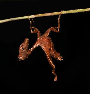 Acanthops erosula, Leticia, Colombia An astonishing discovery by Henriette (my girlfriend) during a night tour. Whilst a macro and flash photo reveals this to be a living thing, it's very hard to recognize it as such with your own eyes, even after somebody has pointed it out.
https://www.jungledragon.com/image/167959/acanthops_erosula_leticia_colombia.html
ID reference:
https://www.inaturalist.org/observations/133218992

A similar camouflage expert we found 7 years earlier:
https://www.jungledragon.com/image/53629/moss_mantis_inrida_colombia.html Acanthops erosula,Colombia,Colombia 2024,Geotagged,Leticia,South America,Spring,World