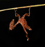 Acanthops erosula, Leticia, Colombia An astonishing discovery by Henriette (my girlfriend) during a night tour. Whilst a macro and flash photo reveals this to be a living thing, it's very hard to recognize it as such with your own eyes, even after somebody has pointed it out.<br />
https://www.jungledragon.com/image/167959/acanthops_erosula_leticia_colombia.html<br />
ID reference:<br />
https://www.inaturalist.org/observations/133218992<br />
<br />
A similar camouflage expert we found 7 years earlier:<br />
https://www.jungledragon.com/image/53629/moss_mantis_inrida_colombia.html Acanthops erosula,Colombia,Colombia 2024,Geotagged,Leticia,South America,Spring,World