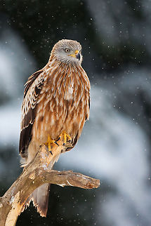 Red kite Uploaded with permission of @Henrik Just Accipitriformes,Birds,Kite,Milvus milvus,Red Kite,Sweden
