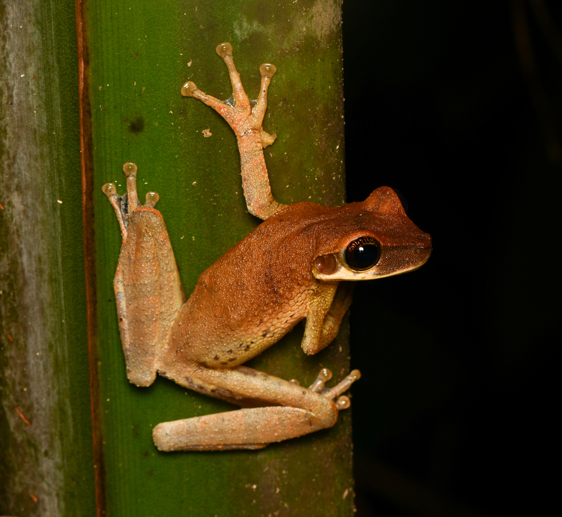 Osteocephalus taurinus, Leticia, Colombia  Colombia,Colombia 2024,Geotagged,Leticia,Manaus slender-legged tree frog,Osteocephalus taurinus,South America,Spring,World