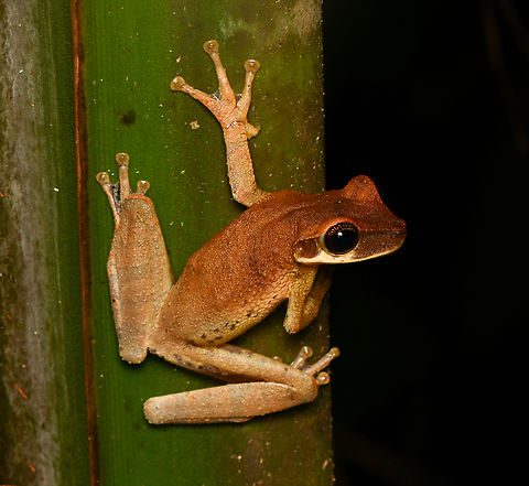 Osteocephalus taurinus, Leticia, Colombia  Colombia,Colombia 2024,Geotagged,Leticia,Manaus slender-legged tree frog,Osteocephalus taurinus,South America,Spring,World