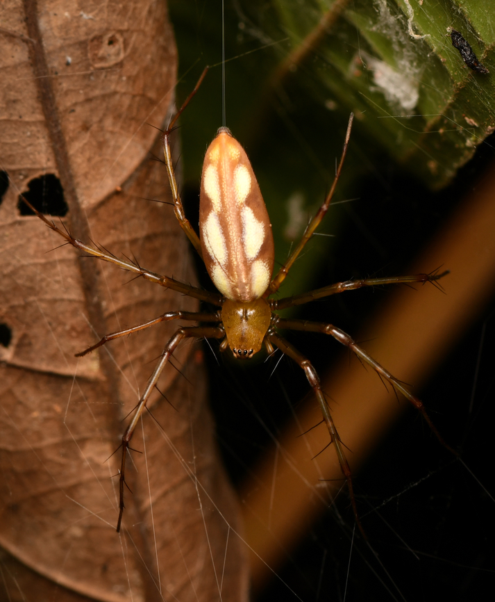 Tapinillus sp.?, Leticia, Colombia  Colombia,Colombia 2024,Geotagged,Leticia,South America,Spring,World