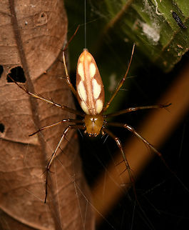 Tapinillus sp.?, Leticia, Colombia  Colombia,Colombia 2024,Geotagged,Leticia,South America,Spring,World