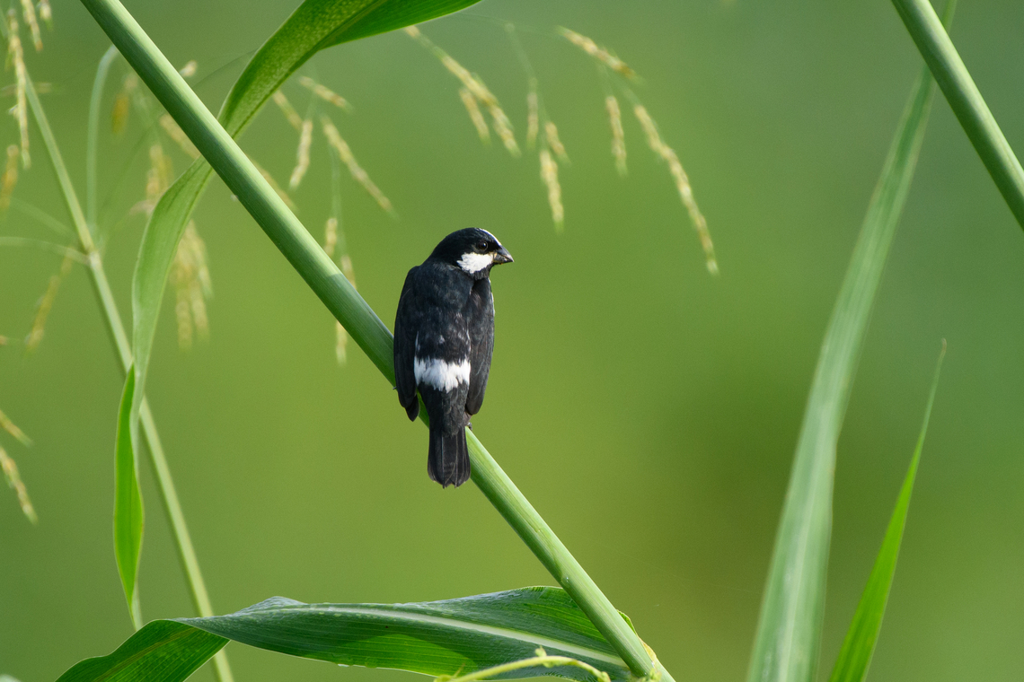 Lined Seedeater, Leticia, Colombia The male. Colombia,Colombia 2024,Geotagged,Leticia,Lined seedeater,South America,Sporophila lineola,Spring,World