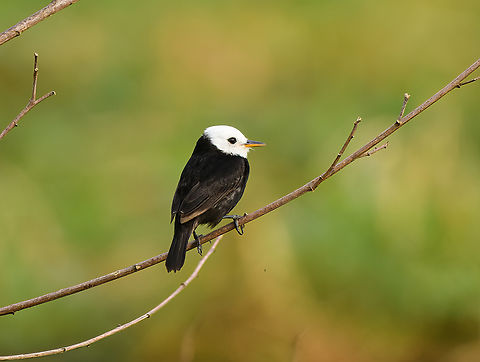 White-headed Marsh Tyrant, Leticia, Colombia  Arundinicola leucocephala,Colombia,Colombia 2024,Geotagged,Leticia,South America,Spring,White-headed Marsh Tyrant,World