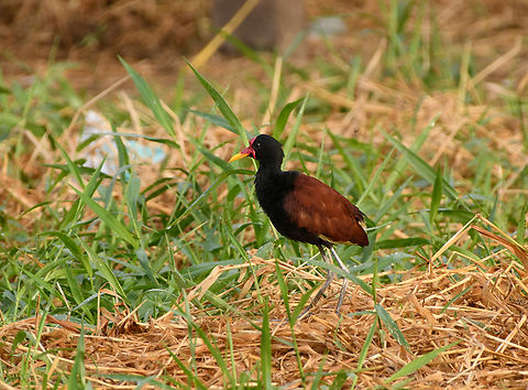 Wattled Jacana, Leticia, Colombia  Colombia,Colombia 2024,Geotagged,Jacana jacana,Leticia,South America,Spring,Wattled Jacana,World