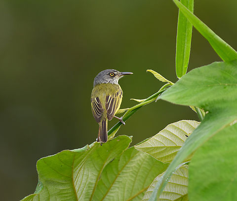 Spotted Tody-flycatcher, Leticia, Colombia  Colombia,Colombia 2024,Geotagged,Leticia,South America,Spotted tody-flycatcher,Spring,Todirostrum maculatum,World
