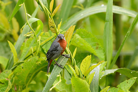 Chestnut-bellied Seedeater, Leticia, Colombia  Chestnut-bellied seedeater,Colombia,Colombia 2024,Geotagged,Leticia,South America,Sporophila castaneiventris,Spring,World