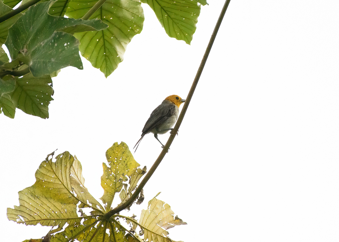 Orange-headed Tanager, Leticia, Colombia Distant and with strong backlight. Colombia,Colombia 2024,Geotagged,Leticia,Orange-headed Tanager,South America,Spring,Thlypopsis sordida,World