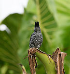 Barred Antshrike (male) - frontal, Leticia, Colombia Male and female found nearby.<br />
https://www.jungledragon.com/image/168013/barred_antshrike_female_-_perched_leticia_colombia.html<br />
https://www.jungledragon.com/image/168012/barred_antshrike_female_leticia_colombia.html<br />
https://www.jungledragon.com/image/168011/barred_antshrike_male_-_perched_leticia_colombia.html<br />
https://www.jungledragon.com/image/168010/barred_antshrike_male_leticia_colombia.html<br />
https://www.jungledragon.com/image/168009/barred_antshrike_male_-_frontal_leticia_colombia.html Barred Antshrike,Colombia,Colombia 2024,Geotagged,Leticia,South America,Spring,Thamnophilus doliatus,World