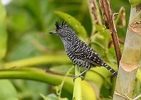 Barred Antshrike (male), Leticia, Colombia Male and female found nearby.<br />
https://www.jungledragon.com/image/168013/barred_antshrike_female_-_perched_leticia_colombia.html<br />
https://www.jungledragon.com/image/168012/barred_antshrike_female_leticia_colombia.html<br />
https://www.jungledragon.com/image/168011/barred_antshrike_male_-_perched_leticia_colombia.html<br />
https://www.jungledragon.com/image/168010/barred_antshrike_male_leticia_colombia.html<br />
https://www.jungledragon.com/image/168009/barred_antshrike_male_-_frontal_leticia_colombia.html Barred Antshrike,Colombia,Colombia 2024,Geotagged,Leticia,South America,Spring,Thamnophilus doliatus,World