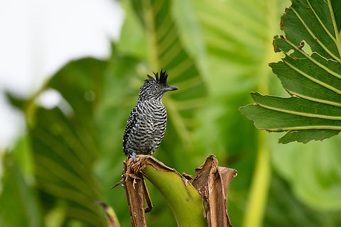 Barred Antshrike (male) - perched, Leticia, Colombia Male and female found nearby.
https://www.jungledragon.com/image/168013/barred_antshrike_female_-_perched_leticia_colombia.html
https://www.jungledragon.com/image/168012/barred_antshrike_female_leticia_colombia.html
https://www.jungledragon.com/image/168011/barred_antshrike_male_-_perched_leticia_colombia.html
https://www.jungledragon.com/image/168010/barred_antshrike_male_leticia_colombia.html
https://www.jungledragon.com/image/168009/barred_antshrike_male_-_frontal_leticia_colombia.html Barred Antshrike,Colombia,Colombia 2024,Geotagged,Leticia,South America,Spring,Thamnophilus doliatus,World