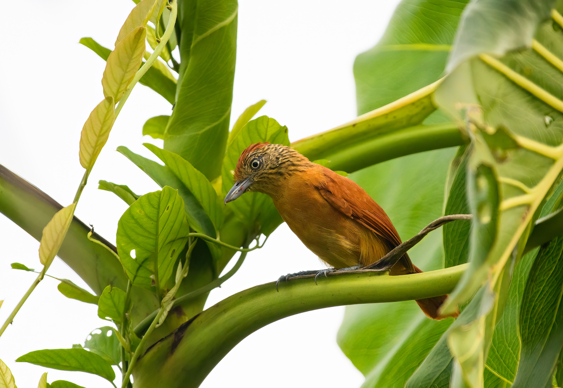 Barred Antshrike (female), Leticia, Colombia Male and female found nearby.<br />
<figure class="photo"><a href="https://www.jungledragon.com/image/168013/barred_antshrike_female_-_perched_leticia_colombia.html" title="Barred Antshrike (female) - perched, Leticia, Colombia"><img src="https://s3.amazonaws.com/media.jungledragon.com/images/2/168013_thumb.jpg?AWSAccessKeyId=05GMT0V3GWVNE7GGM1R2&Expires=1759968010&Signature=P8Fvlh8l4k1x42ogNJYcamKpJS0%3D" width="200" height="134" alt="Barred Antshrike (female) - perched, Leticia, Colombia Male and female found nearby.<br />
https://www.jungledragon.com/image/168013/barred_antshrike_female_-_perched_leticia_colombia.html<br />
https://www.jungledragon.com/image/168012/barred_antshrike_female_leticia_colombia.html<br />
https://www.jungledragon.com/image/168011/barred_antshrike_male_-_perched_leticia_colombia.html<br />
https://www.jungledragon.com/image/168010/barred_antshrike_male_leticia_colombia.html<br />
https://www.jungledragon.com/image/168009/barred_antshrike_male_-_frontal_leticia_colombia.html Barred Antshrike,Colombia,Colombia 2024,Geotagged,Leticia,South America,Spring,Thamnophilus doliatus,World" /></a></figure><br />
<figure class="photo"><a href="https://www.jungledragon.com/image/168012/barred_antshrike_female_leticia_colombia.html" title="Barred Antshrike (female), Leticia, Colombia"><img src="https://s3.amazonaws.com/media.jungledragon.com/images/2/168012_thumb.jpg?AWSAccessKeyId=05GMT0V3GWVNE7GGM1R2&Expires=1759968010&Signature=0ku5YLp4nQ7TIoPIQ3kuJDCW2o8%3D" width="200" height="140" alt="Barred Antshrike (female), Leticia, Colombia Male and female found nearby.<br />
https://www.jungledragon.com/image/168013/barred_antshrike_female_-_perched_leticia_colombia.html<br />
https://www.jungledragon.com/image/168012/barred_antshrike_female_leticia_colombia.html<br />
https://www.jungledragon.com/image/168011/barred_antshrike_male_-_perched_leticia_colombia.html<br />
https://www.jungledragon.com/image/168010/barred_antshrike_male_leticia_colombia.html<br />
https://www.jungledragon.com/image/168009/barred_antshrike_male_-_frontal_leticia_colombia.html Barred antshrike,Colombia,Colombia 2024,Geotagged,Leticia,South America,Spring,Thamnophilus doliatus,World" /></a></figure><br />
<figure class="photo"><a href="https://www.jungledragon.com/image/168011/barred_antshrike_male_-_perched_leticia_colombia.html" title="Barred Antshrike (male) - perched, Leticia, Colombia"><img src="https://s3.amazonaws.com/media.jungledragon.com/images/2/168011_thumb.jpg?AWSAccessKeyId=05GMT0V3GWVNE7GGM1R2&Expires=1759968010&Signature=EXDz3DUrCYqRCA62Bjy4H9JFHqc%3D" width="200" height="134" alt="Barred Antshrike (male) - perched, Leticia, Colombia Male and female found nearby.<br />
https://www.jungledragon.com/image/168013/barred_antshrike_female_-_perched_leticia_colombia.html<br />
https://www.jungledragon.com/image/168012/barred_antshrike_female_leticia_colombia.html<br />
https://www.jungledragon.com/image/168011/barred_antshrike_male_-_perched_leticia_colombia.html<br />
https://www.jungledragon.com/image/168010/barred_antshrike_male_leticia_colombia.html<br />
https://www.jungledragon.com/image/168009/barred_antshrike_male_-_frontal_leticia_colombia.html Barred Antshrike,Colombia,Colombia 2024,Geotagged,Leticia,South America,Spring,Thamnophilus doliatus,World" /></a></figure><br />
<figure class="photo"><a href="https://www.jungledragon.com/image/168010/barred_antshrike_male_leticia_colombia.html" title="Barred Antshrike (male), Leticia, Colombia"><img src="https://s3.amazonaws.com/media.jungledragon.com/images/2/168010_thumb.jpg?AWSAccessKeyId=05GMT0V3GWVNE7GGM1R2&Expires=1759968010&Signature=T9TAkw%2BP02ug3%2BW7Tfhd3NKDItw%3D" width="200" height="142" alt="Barred Antshrike (male), Leticia, Colombia Male and female found nearby.<br />
https://www.jungledragon.com/image/168013/barred_antshrike_female_-_perched_leticia_colombia.html<br />
https://www.jungledragon.com/image/168012/barred_antshrike_female_leticia_colombia.html<br />
https://www.jungledragon.com/image/168011/barred_antshrike_male_-_perched_leticia_colombia.html<br />
https://www.jungledragon.com/image/168010/barred_antshrike_male_leticia_colombia.html<br />
https://www.jungledragon.com/image/168009/barred_antshrike_male_-_frontal_leticia_colombia.html Barred Antshrike,Colombia,Colombia 2024,Geotagged,Leticia,South America,Spring,Thamnophilus doliatus,World" /></a></figure><br />
<figure class="photo"><a href="https://www.jungledragon.com/image/168009/barred_antshrike_male_-_frontal_leticia_colombia.html" title="Barred Antshrike (male) - frontal, Leticia, Colombia"><img src="https://s3.amazonaws.com/media.jungledragon.com/images/2/168009_thumb.jpg?AWSAccessKeyId=05GMT0V3GWVNE7GGM1R2&Expires=1759968010&Signature=xGRX8nYyzxnOl1MgsG7fQdHo4DE%3D" width="146" height="152" alt="Barred Antshrike (male) - frontal, Leticia, Colombia Male and female found nearby.<br />
https://www.jungledragon.com/image/168013/barred_antshrike_female_-_perched_leticia_colombia.html<br />
https://www.jungledragon.com/image/168012/barred_antshrike_female_leticia_colombia.html<br />
https://www.jungledragon.com/image/168011/barred_antshrike_male_-_perched_leticia_colombia.html<br />
https://www.jungledragon.com/image/168010/barred_antshrike_male_leticia_colombia.html<br />
https://www.jungledragon.com/image/168009/barred_antshrike_male_-_frontal_leticia_colombia.html Barred Antshrike,Colombia,Colombia 2024,Geotagged,Leticia,South America,Spring,Thamnophilus doliatus,World" /></a></figure> Barred antshrike,Colombia,Colombia 2024,Geotagged,Leticia,South America,Spring,Thamnophilus doliatus,World