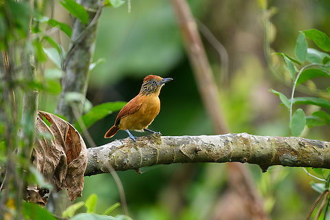 Barred Antshrike (female) - perched, Leticia, Colombia Male and female found nearby.
https://www.jungledragon.com/image/168013/barred_antshrike_female_-_perched_leticia_colombia.html
https://www.jungledragon.com/image/168012/barred_antshrike_female_leticia_colombia.html
https://www.jungledragon.com/image/168011/barred_antshrike_male_-_perched_leticia_colombia.html
https://www.jungledragon.com/image/168010/barred_antshrike_male_leticia_colombia.html
https://www.jungledragon.com/image/168009/barred_antshrike_male_-_frontal_leticia_colombia.html Barred Antshrike,Colombia,Colombia 2024,Geotagged,Leticia,South America,Spring,Thamnophilus doliatus,World