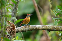 Barred Antshrike (female) - perched, Leticia, Colombia Male and female found nearby.<br />
https://www.jungledragon.com/image/168013/barred_antshrike_female_-_perched_leticia_colombia.html<br />
https://www.jungledragon.com/image/168012/barred_antshrike_female_leticia_colombia.html<br />
https://www.jungledragon.com/image/168011/barred_antshrike_male_-_perched_leticia_colombia.html<br />
https://www.jungledragon.com/image/168010/barred_antshrike_male_leticia_colombia.html<br />
https://www.jungledragon.com/image/168009/barred_antshrike_male_-_frontal_leticia_colombia.html Barred Antshrike,Colombia,Colombia 2024,Geotagged,Leticia,South America,Spring,Thamnophilus doliatus,World