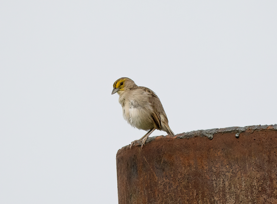 Yellow-browed Sparrow, Leticia, Colombia  Ammodramus aurifrons,Colombia,Colombia 2024,Geotagged,Leticia,South America,Spring,World,Yellow-browed sparrow