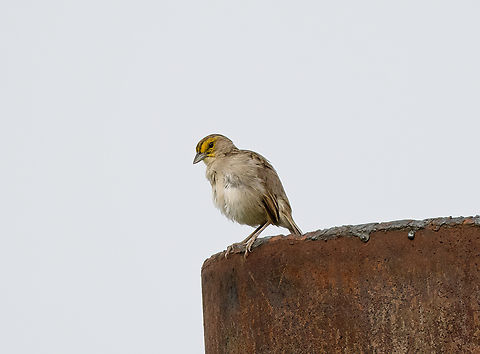 Yellow-browed Sparrow, Leticia, Colombia Ammodramus aurifrons,Colombia,Colombia 2024,Geotagged,Leticia,South America,Spring,World,Yellow-browed sparrow