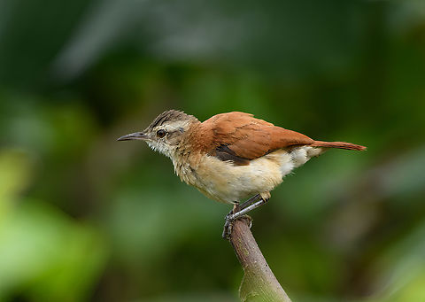 Lesser Hornero, Leticia, Colombia  Colombia,Colombia 2024,Furnarius minor,Geotagged,Lesser Hornero,Leticia,South America,Spring,World