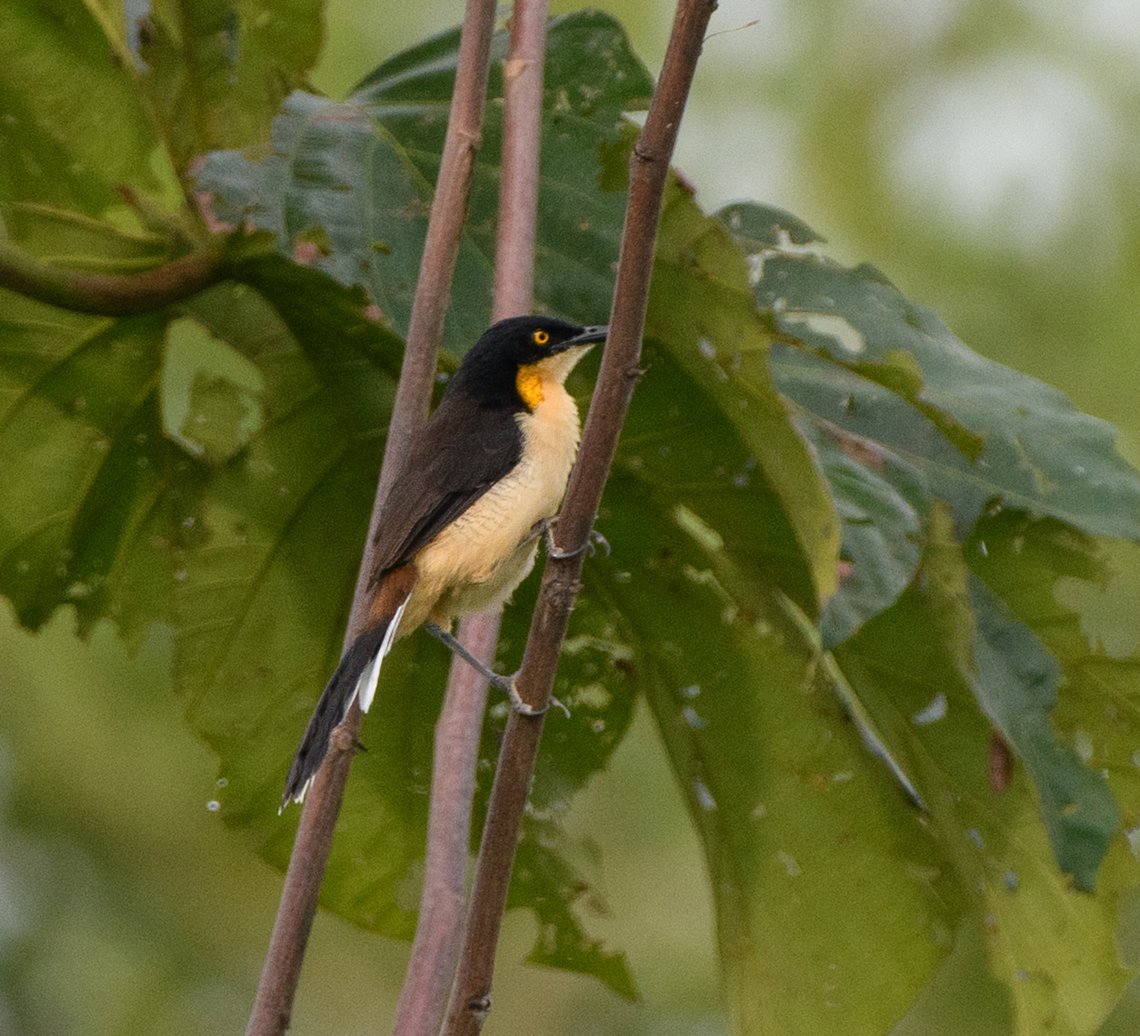 Black-capped Donacobius, Leticia, Colombia  Black-capped donacobius,Colombia,Colombia 2024,Donacobius atricapilla,Geotagged,Leticia,South America,Spring,World