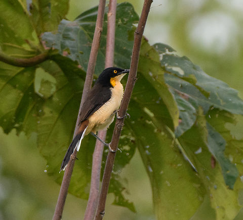 Black-capped Donacobius, Leticia, Colombia  Black-capped donacobius,Colombia,Colombia 2024,Donacobius atricapilla,Geotagged,Leticia,South America,Spring,World