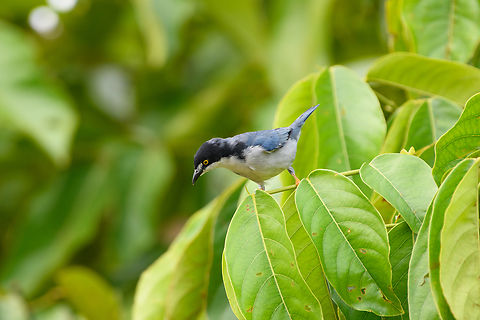 Hooded Tanager, Leticia, Colombia  Colombia,Colombia 2024,Geotagged,Hooded tanager,Leticia,Nemosia pileata,South America,Spring,World