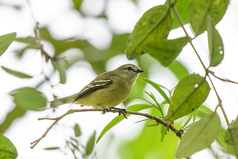 Yellow-crowned Tyrannulet, Leticia, Colombia  Colombia,Colombia 2024,Geotagged,Leticia,South America,Spring,Tyrannulus elatus,World,Yellow-crowned tyrannulet
