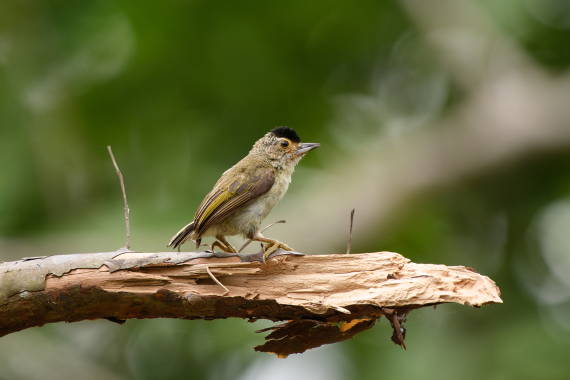 Plain-breasted Piculet, Leticia, Colombia  Colombia,Colombia 2024,Geotagged,Leticia,Picumnus castelnau,Plain-breasted piculet,South America,Spring,World