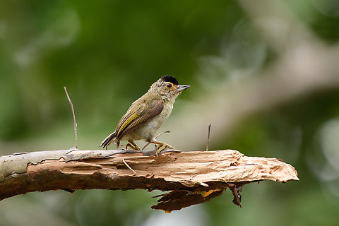 Plain-breasted Piculet, Leticia, Colombia  Colombia,Colombia 2024,Geotagged,Leticia,Picumnus castelnau,Plain-breasted piculet,South America,Spring,World