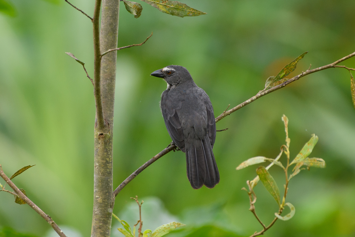 Bluish-gray Saltator, Leticia, Colombia  Bluish-grey saltator,Colombia,Colombia 2024,Geotagged,Leticia,Saltator coerulescens,South America,Spring,World