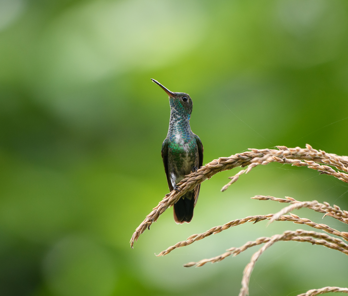 Glittering-throated Emerald, Leticia, Colombia  Amazilia fimbriata,Colombia,Colombia 2024,Geotagged,Glittering-throated emerald,Leticia,South America,Spring,World