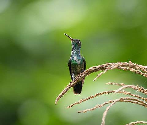 Glittering-throated Emerald, Leticia, Colombia  Amazilia fimbriata,Colombia,Colombia 2024,Geotagged,Glittering-throated emerald,Leticia,South America,Spring,World