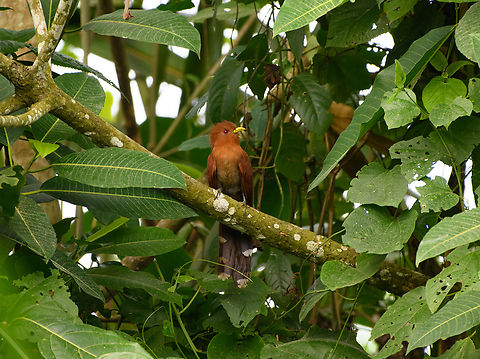 Little Cuckoo, Leticia, Colombia  Coccycua minuta,Colombia,Colombia 2024,Geotagged,Leticia,Little Cuckoo,South America,Spring,World
