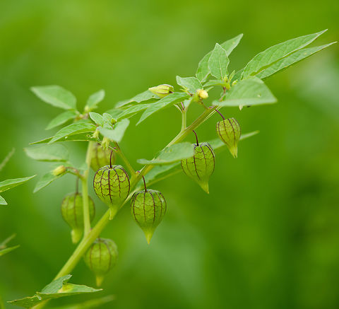 Physalis angulata, Leticia, Colombia  Colombia,Colombia 2024,Cutleaf Groundcherry,Geotagged,Leticia,Physalis angulata,South America,Spring,World