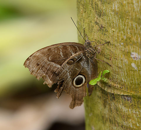 Teucer Owl Butterfly, Leticia, Colombia  Caligo teucer,Colombia,Colombia 2024,Geotagged,Leticia,South America,Spring,Teucer owl butterfly,World