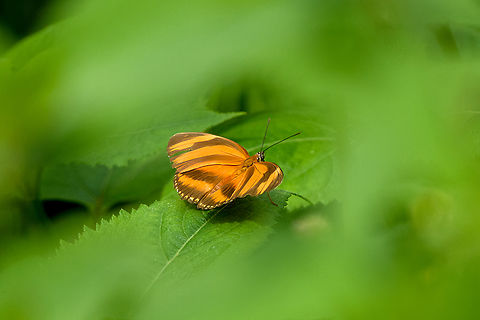 Dryadula phaetusa, Leticia, Colombia  Banded Orange Heliconian,Colombia,Colombia 2024,Dryadula phaetusa,Geotagged,Leticia,South America,Spring,World