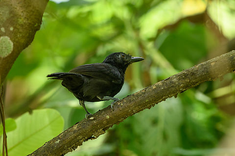 Castelnau's Antshrike, Leticia, Colombia  Castelnau's antshrike,Colombia,Colombia 2024,Geotagged,Leticia,South America,Spring,Thamnophilus cryptoleucus,World