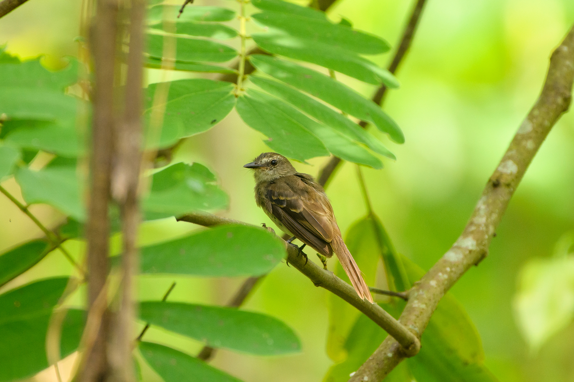 Fuscous Flycatcher, Leticia, Colombia  Cnemotriccus fuscatus,Colombia,Colombia 2024,Fuscous flycatcher,Geotagged,Leticia,South America,Spring,World