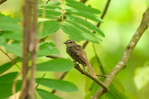 Fuscous Flycatcher, Leticia, Colombia  Cnemotriccus fuscatus,Colombia,Colombia 2024,Fuscous flycatcher,Geotagged,Leticia,South America,Spring,World