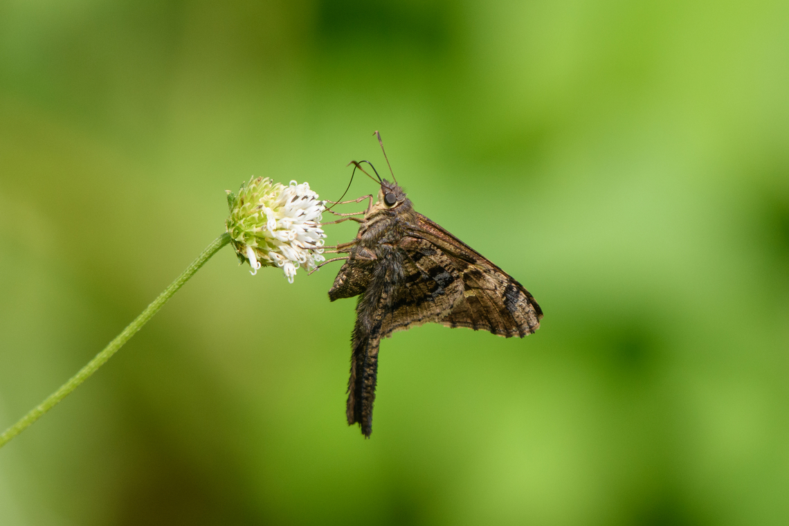 Dorantes Longtail, Leticia, Colombia  Cecropterus dorantes,Colombia,Colombia 2024,Geotagged,Leticia,South America,Spring,World